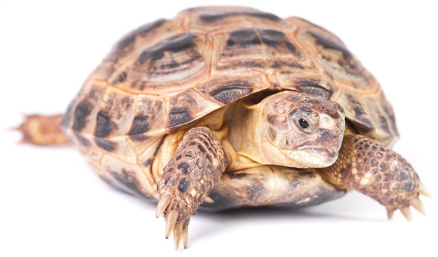 Horsefield Tortoise Nu Pets Pet Centre