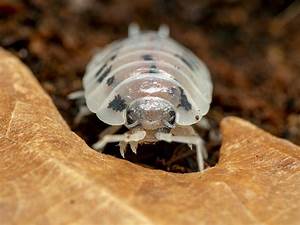 Dairy Cow Isopods