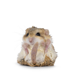 Fat Tail Gerbil (Pachyuromys Duprasi)